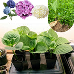 Hydrangea Live Plant Bush Shrub for Planting, 1 Year Old Hydrangea Tree Plant for Outdoor Planting, Change Color Flower Blooms (Double Petals Pink White to Purple)