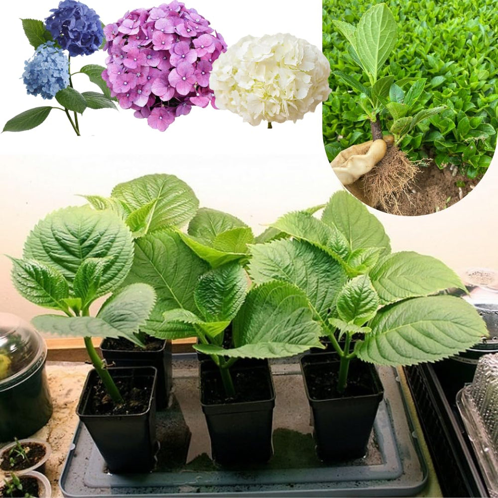 2 Random Change Color Hydrangea Live Plants, Hydrangea Tree Plant, 4-6 Inches Tall, Indoor Outdoor Decorative Flowering Plant, Summer Planting