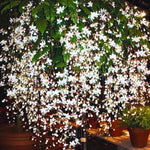 3 Clerodendrum Bleeding Heart Plants Live for Planting, 5-10 Inch Height, Clerodendrum Bleeding Heart Vine Indoor Outdoor (Mixed Clerodendrum)
