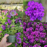 Pack 6 Purple Perennial Verbena Plants, Purple Verbena Live Plants, Verbena Flower Trailing Plants Live for Planting, Purple Verbena Plants in Zones 7 to 11