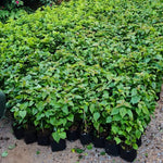 Set 2 Orange Bougainvillea Plants Live, Flowering Bougainvillea Vine 4-8 Inches Tall, Climbing Plant for Outdoor Garden and Trellis