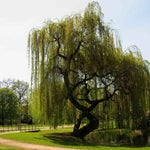 2 Willow Tree Seedlings 6-12'' Tall, Dormant, Bare Roots, Hardy Ornamental Tree for Garden Planting (Weeping Willow Bare Roots)