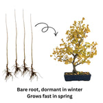 5 Ginkgo Tree Seedlings 6–12 Inches, Live Hardy Shade Tree, Fan-Shaped Leaves, Outdoor Garden Plant