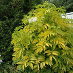 2 Elderberry Bushes Live Plants, 9 Months Old 5-9" in Tall Seedling, Elderberry Plants Live for Planting, Cold Hardy, Zones 3-8