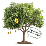 Mango Tree Live Plant in Gallon Pot, 8 Months Old Sweet Yellow Mango Plant, Tropical Fruit Tree for Outdoor Planting 8-12'' Tall