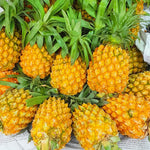 Gold Pineapple Plants Live, Fragrant Pineapple Tree, Edible and Fruit Bearing for Gardens and Patios, 4 to 6 Inches Height