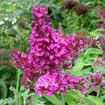 Butterfly Bush Plant Live, Perennial Buddleia Bushes Ready to Grow Outdoor 4-8 Inches (Dark Pink Buddleia)
