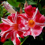 2 Red Stripe Mandevilla Plants Live 4–7" Tall, Live Mandevilla Flowering Tropical Vines for Patio, Containers and Backyard Landscaping