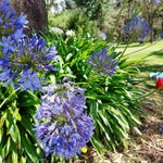 3 Blue Agapanthus Plants, Hardy Perennial Flowering Lily of The Nile Plants 5-9” Tall for Garden Borders and Containers