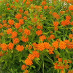 Pack 2 Orange Milkweed Live Plants, Butterfly Milkweed Shrub, Asclepias Tuberosa Plants 4-8 Inches