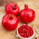 Starter Red Pomegranate Tree Live Plant, Cold Hardy Red Pomegranate 5-9" for Home Garden, Edible Fruit Trees, 5 Months Old