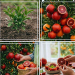 Orange Tree Live Plant, Blood Orange Plant Live, 1 Gallon Pot, Citrus Fruits Tree Garden Outdoor, No Ship to CA