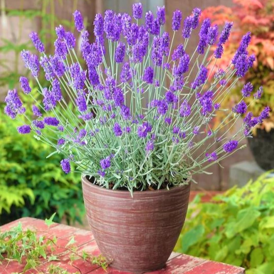 French Lavender Plants Live, Size 5-9" in Tall, Purple and Fragrant Lavender Bush for Indoor Outdoor Growing, Spring Bloom