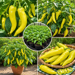 Yellow Banana Pepper Live Plants, Yellow Fruit, 4-7 Inch Tall in 4 Inch Pot