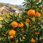 Live Tangerine Citrus Tree, 1-2 Ft Tall in 1 Gallon Pot, Fruit Bearing Tree for Indoor Outdoor Patio Garden and Home Growing