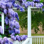 Wisteria Live Plant in 2.5" Pot, 6-12 Inch Tall Fragrant Wisteria Vine for Garden Trellis and Containers, Indoor Outdoor (Blue Wisteria)