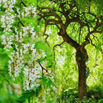 2 Black Locust Trees Bare Roots, Fragrant Shade Tree Seedlings 6–8 Inches Tall, Cold Hardy Black Locust Seedlings for Landscaping, Garden and Patio, Zones 3-8