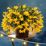 4 Christmas Cactus Plants Live, 5-9 Inch Tall (Yellow)