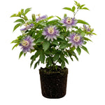 Maypop Incarnata Passiflora Plant 4–7", Vibrant Passion Flower Vine for Patio, Garden and Containers, Hardy Outdoor Plants