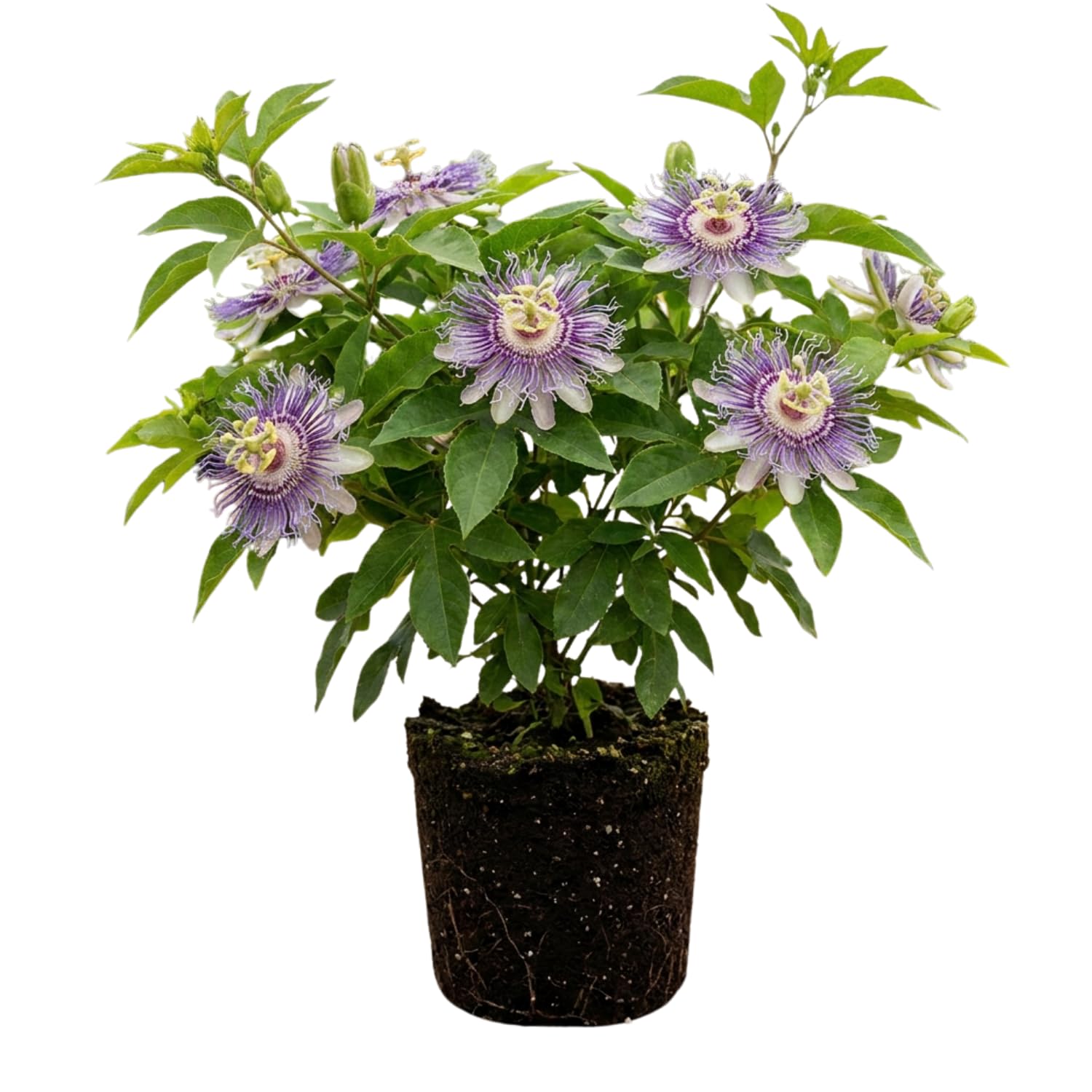 Maypop Incarnata Passiflora Plant 4–7", Vibrant Passion Flower Vine for Patio, Garden and Containers, Hardy Outdoor Plants