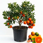 Orange Tree Live Plant, Red Navel Orange Plant Live, 1 Gallon Pot, Citrus Fruits Tree Garden, No Ship to CA