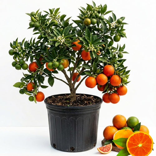 Orange Tree Live Plant, Red Navel Orange Plant Live, 1 Gallon Pot, Citrus Fruits Tree Garden, No Ship to CA