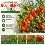 Set 2 Goji Berry Live Plant 4-7 Inches, Goji Berries Fruit Shrub Starter for Garden, High Yield, Ready to Grow