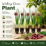 5 Egyptian Walking Onions Plants, Egyptian Onions Plant for Planting