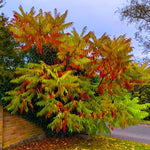 2 Smooth Sumac Trees Live Plants Bare Roots, Dormant 1-2 Feet Tall, Hardy Shrub Fragrant Ground Cover for Landscaping