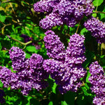 Lilac Live Plant in Pot, Hardy Shrub with Reblooming Blossoms, 1-2 Year Old Plant, Dormant in Winter, Fragrant Flowers (Purple Lilac)