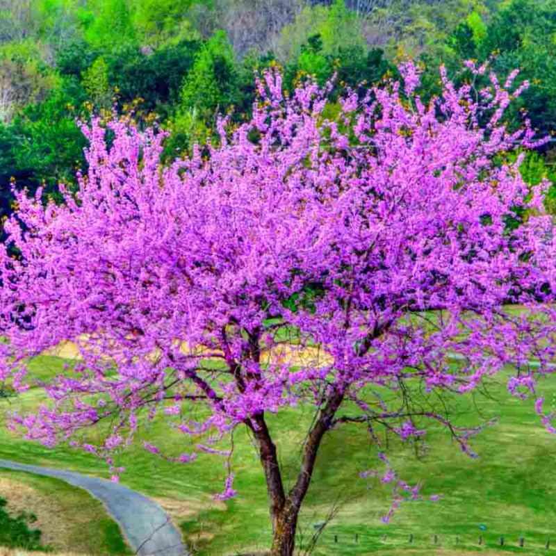 Set 4 Eastern Redbud Live Trees, 6-12 Inches Tall, Bareroots Dormant, Hardy Ornamental Flowering Tree for Garden Landscape