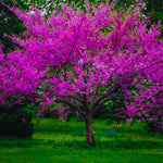 Eastern Red Bud Tree Live Plant, Spring PlantingRedbud Tree, Cold Hardy, Zones 4-9, American Redbud