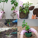 Climbing Roses Live Plants, Well Rooted 5-9" Tall, No Leaf, Ready to Plant Indoor Outdoor, Climber Rose Bush, Hybrid Tea Rose Like, Very Fragrant, Long Bloomer (Don Juan)