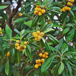 Loquat Tree Live Plant, Loquat Plant, 4 Inc Pot, Sweet Fruit Tree Garden