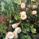 Epiphyllum Oxypetalum Plant, Queen of The Night Cactus Plant in 4 Inch Pot, 4-5 Inch White Blooms Flowers