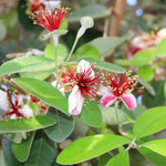 Pink Guava Tree Live Plant, Guava Plant Live for Planting Outdoor, Fruit Tree Plant from 5 Inc Long