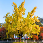 5 Dormant Ginkgo Biloba Trees Live Plants, 6 to 12 Inc Tall Ginkgo Trees Seedlings, Bare Roots, Very Cold Hardy