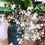 Smithianum Light Wallichii Clerodendrum Plants Live, Starter Size 5-9" in Tall, White Blooms Planting Ornaments Perennial Gardening, Spring Bloom