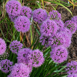 3 Allium Bulbs for Planting, Purple Ornamental Flower Bulbs, Allium Flower Bulbs for Garden Beds, Borders, Rock Gardens or Landscape Planting