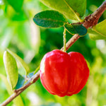 Barbados Cherry Tree Live Plant for Planting, 4-8 Inch Tall, Acerola Barbados Cherry Plant Live, No Pot