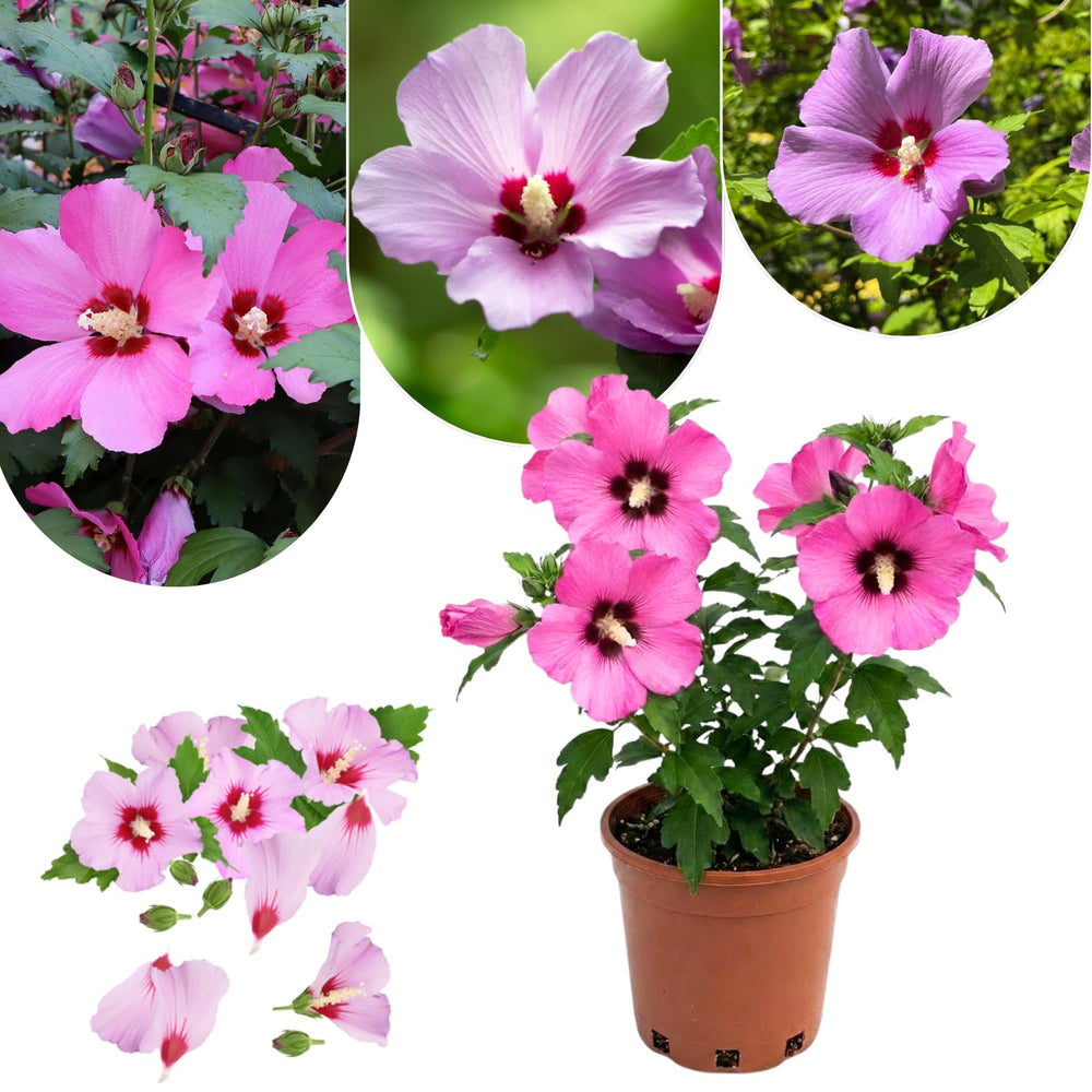 Althea Rose of Sharon Bush Live Plant 6 to 12 Inch Height, in Pot, Ornamental Hibiscus Plant Live, Hibiscus Syriacus Flowers (Pink)