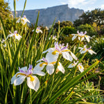Pack of 2 African Iris Plants Live, Live African Iris Plant, White Bloom, 3-5 Inc Tall, Perennial Flowers for Indoor Outdoor Planting