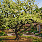 2 Black Locust Trees Bare Roots, Fragrant Shade Tree Seedlings 6–8 Inches Tall, Cold Hardy Black Locust Seedlings for Landscaping, Garden and Patio, Zones 3-8