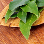 Bay Leaf Plant, Bay Leaf Tree Plant, 3-5 Inc Tall, Edible Bay Laurel Plant Live for Indoor Outdoor Growing