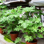 Citronella Live Plant, Fragrant Herb in 4 Inch Pot for Indoor or Outdoor Growing