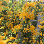 Set 2 Gold Bougainvillea Plants Live, Flowering Bougainvillea Vine 4-8 Inches Tall, Climbing Plant for Outdoor Garden and Trellis