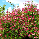 2 Purple Leaf Honeysuckle Plants Live for Planting, Fragrant, Easy to Grow, Perfect for Landscaping, No Pot, Ideal for Trellises Fences, Climbing or Bush, Rooted Cutting 8-12", Dormant No Leaf