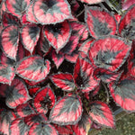 Live Begonia Plant, Indoor Flowering Houseplant, 4-8 Inches Tall, for Indoor or Outdoor Gardens (Red Foliage)