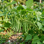 2 Green Bean Plants Live, Bush Bean Plants, 3-5 Inc Tall