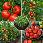2PPP Large Fruit Tomato Plants Live, Garden Vegetable Plant, 5-8'' Tall